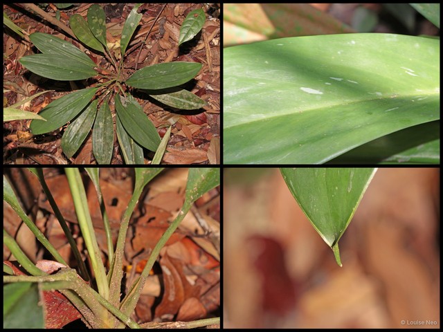 Aglaonema nitidum•&copy; Louise Neo•All Rights Reserved