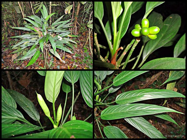 Aglaonema simplex•&copy; Ong Kwan Han•All Rights Reserved