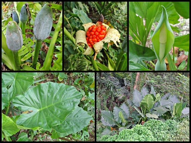 Alocasia odora•&copy; Ong Kwan Han•All Rights Reserved