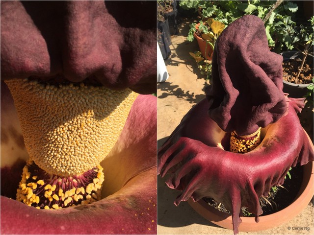 Amorphophallus (Amorphophallus) paeoniifolius•&copy; Cerlin Ng•All Rights Reserved