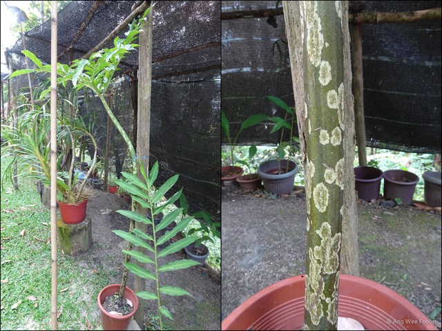 Amorphophallus (Amorphophallus) prainii•&copy; Ang Wee Foong•All Rights Reserved