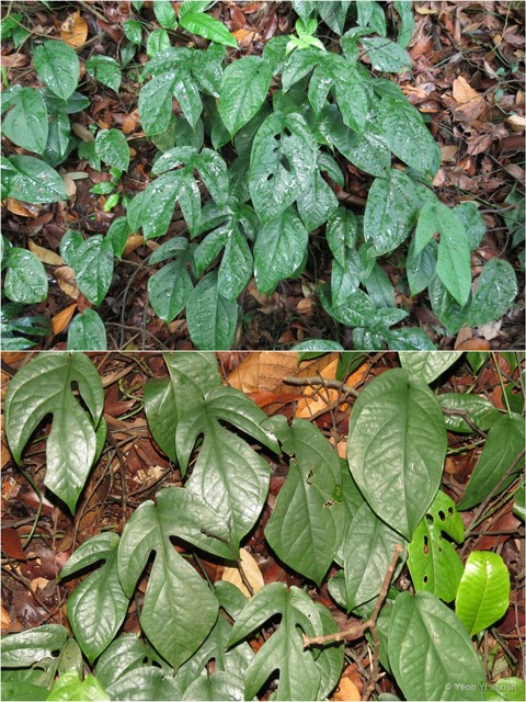 Amydrium medium•&copy; Yeoh Yi Shuen•All Rights Reserved