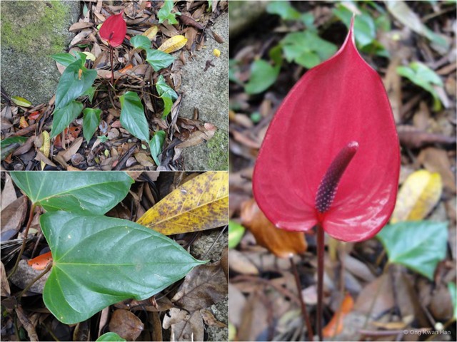 Anthurium andraeanum•&copy; Ong Kwan Han•All Rights Reserved