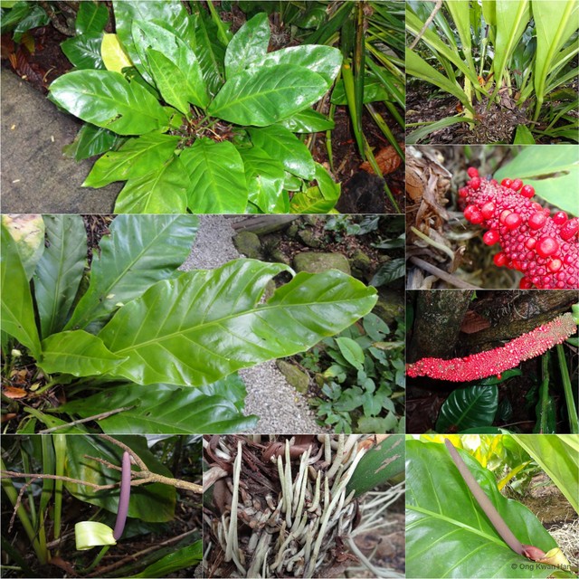 Anthurium plowmanii•&copy; Ong Kwan Han•All Rights Reserved