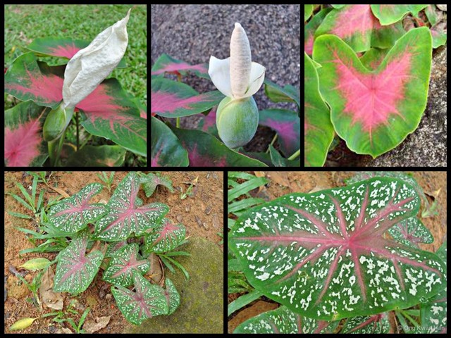 Caladium bicolor•&copy; Ong Kwan Han•All Rights Reserved