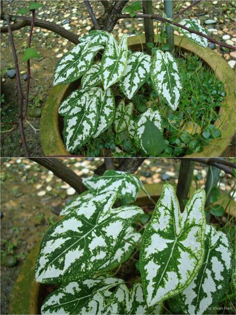Caladium humboldtii•&copy; Ong Kwan Han•All Rights Reserved