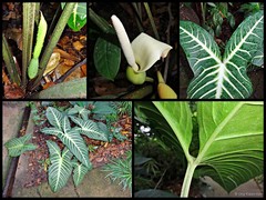 Caladium lindenii (André) Madison