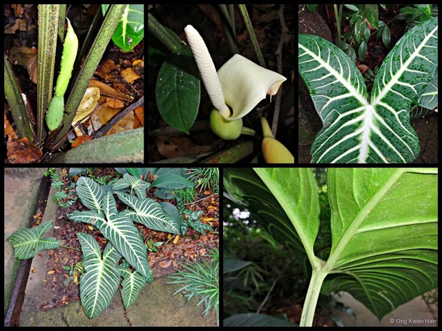 Caladium lindenii•&copy; Ong Kwan Han•All Rights Reserved