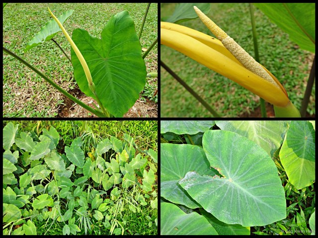 Colocasia esculenta•&copy; Ong Kwan Han•All Rights Reserved