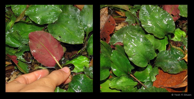 Cryptocoryne griffithii•&copy; Yeoh Yi Shuen•All Rights Reserved