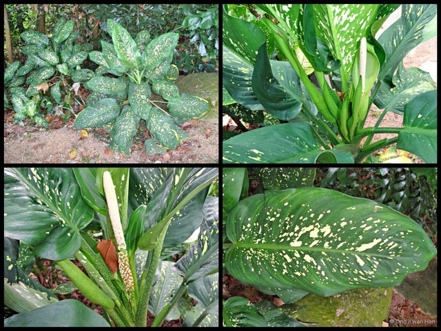 Dieffenbachia seguine var. seguine•&copy; Ong Kwan Han•All Rights Reserved