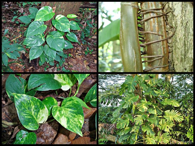 Epipremnum aureum•&copy; Ong Kwan Han•All Rights Reserved