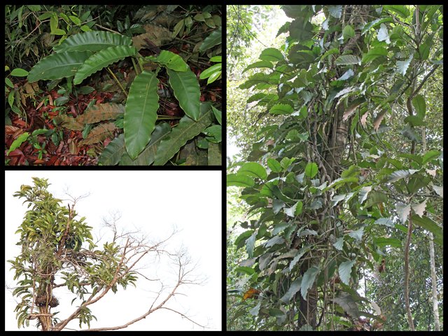 Epipremnum giganteum•All Rights Reserved