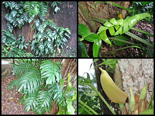 Epipremnum pinnatum•&copy; Ong Kwan Han•All Rights Reserved