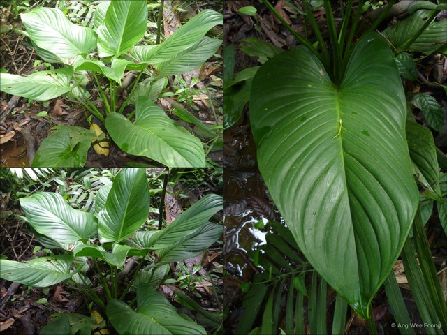 Homalomena rostrata•&copy; Ang Wee Foong•All Rights Reserved