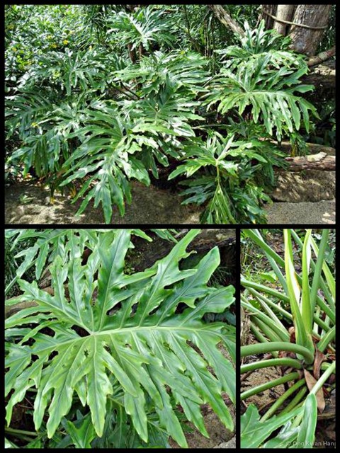 Philodendron bipinnatifidum•&copy; Ong Kwan Han•All Rights Reserved