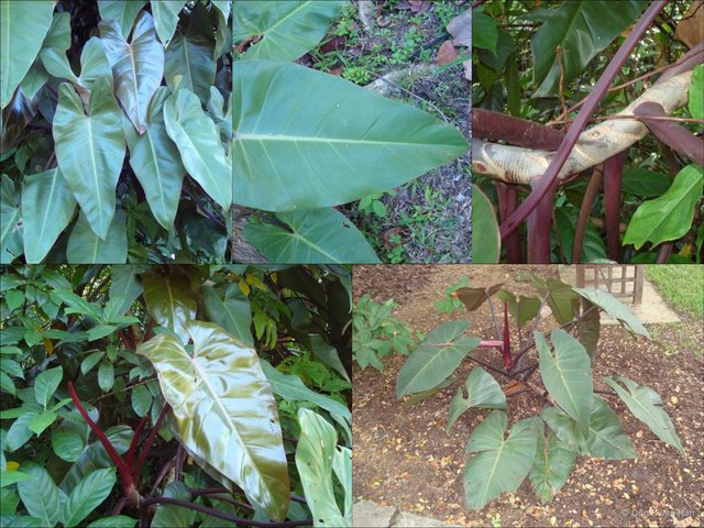 Philodendron (Philodendron) erubescens•&copy; Ong Kwan Han•All Rights Reserved