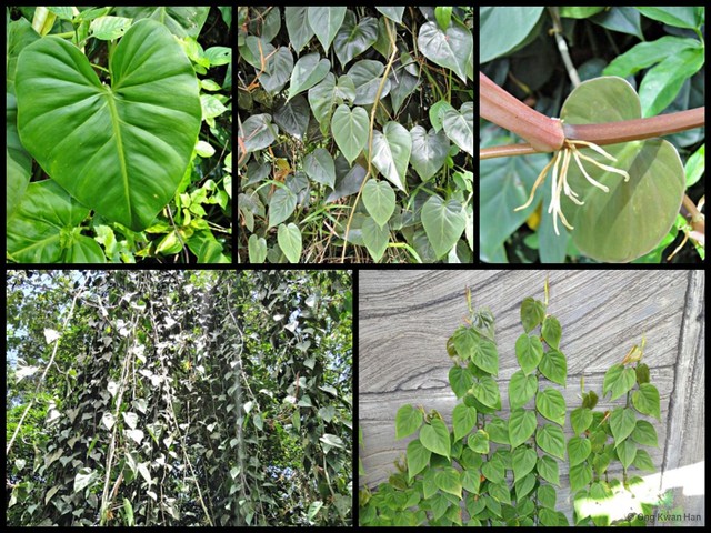 Philodendron (Philodendron) hederaceum•&copy; Ong Kwan Han•All Rights Reserved