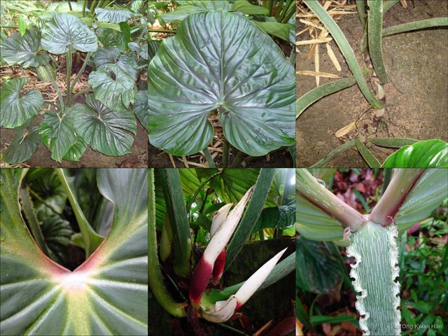 Philodendron (Philodendron) mamei•&copy; Ong Kwan Han•All Rights Reserved