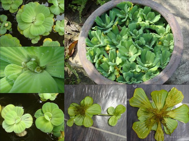 Pistia stratiotes•&copy; Ong Kwan Han•All Rights Reserved