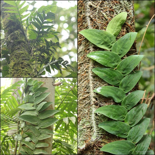 Rhaphidophora korthalsii•&copy; Ang Wee Foong•All Rights Reserved