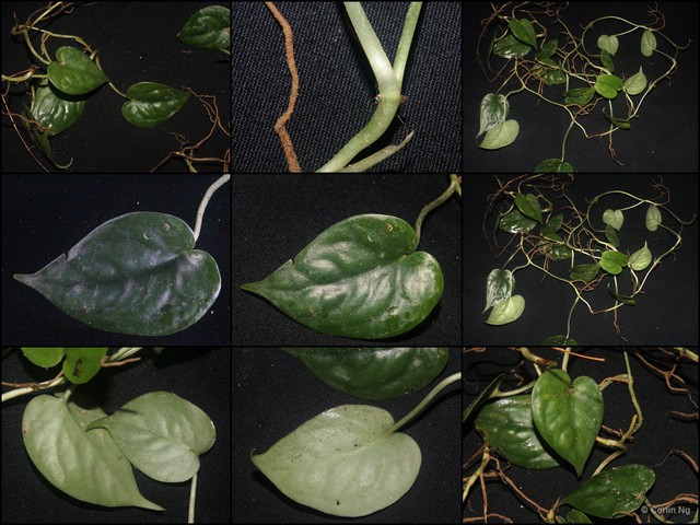 Scindapsus lucens•&copy; Cerlin Ng•All Rights Reserved