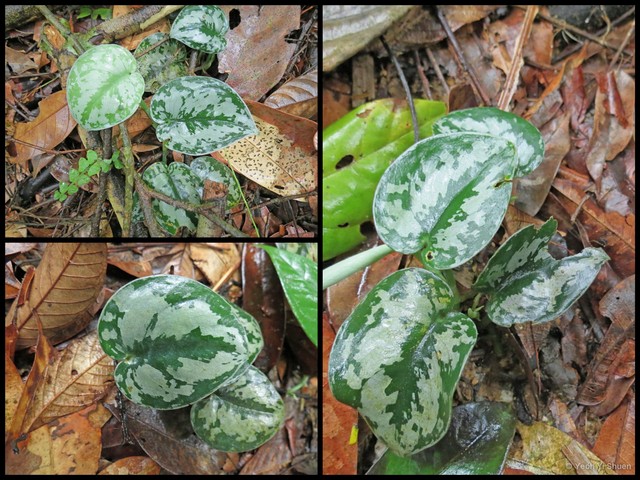 Scindapsus pictus•&copy; Yeoh Yi Shuen•All Rights Reserved