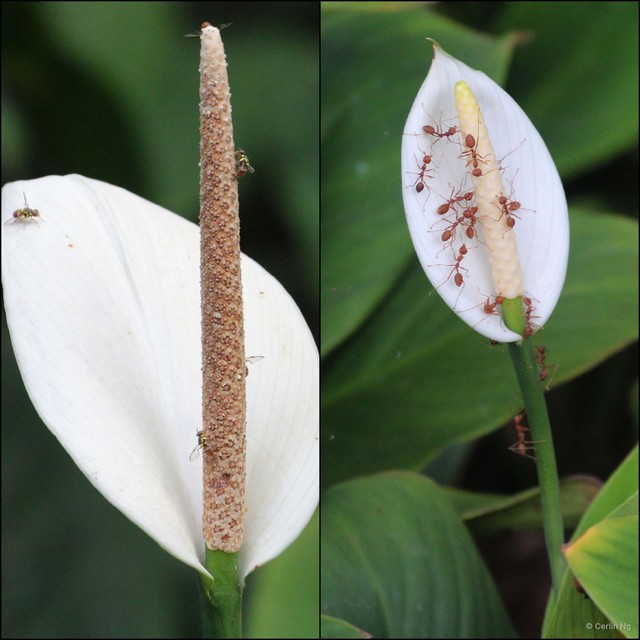 Spathiphyllum cannifolium•&copy; Cerlin Ng•All Rights Reserved