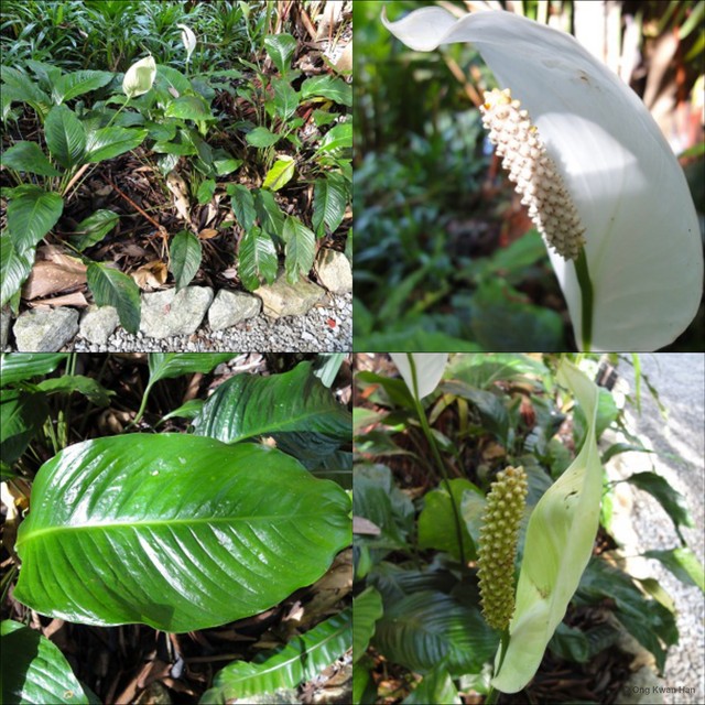 Spathiphyllum wallisii•&copy; Ong Kwan Han•All Rights Reserved