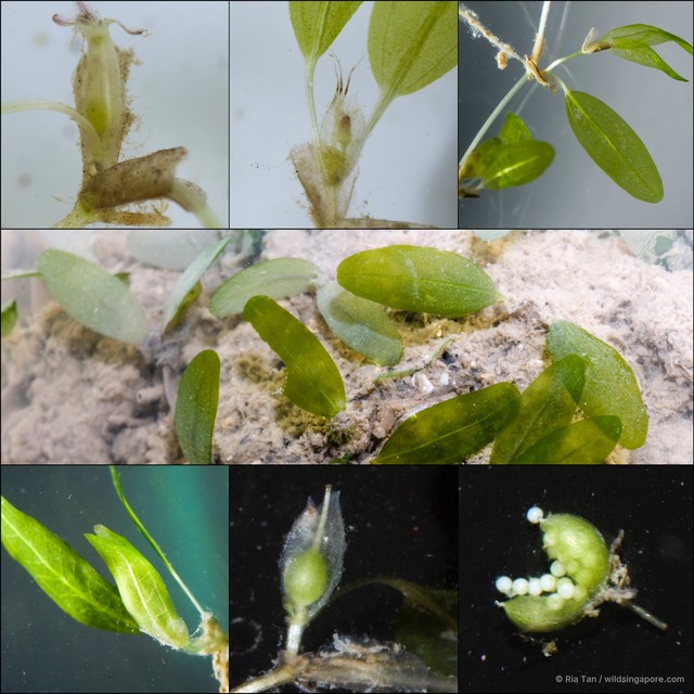 Halophila decipiens•&copy; Ria Tan•All Rights Reserved