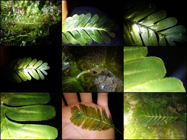 Halophila spinulosa•&copy; Yeoh Yi Shuen•All Rights Reserved