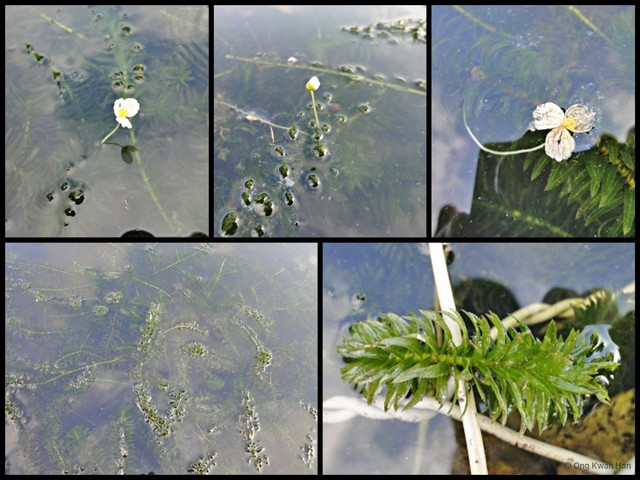 Hydrilla verticillata•&copy; Ong Kwan Han•All Rights Reserved