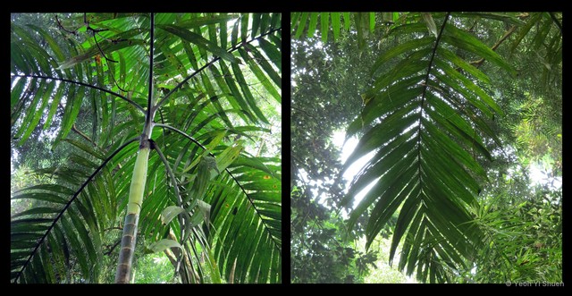 Areca catechu•&copy; Yeoh Yi Shuen•All Rights Reserved