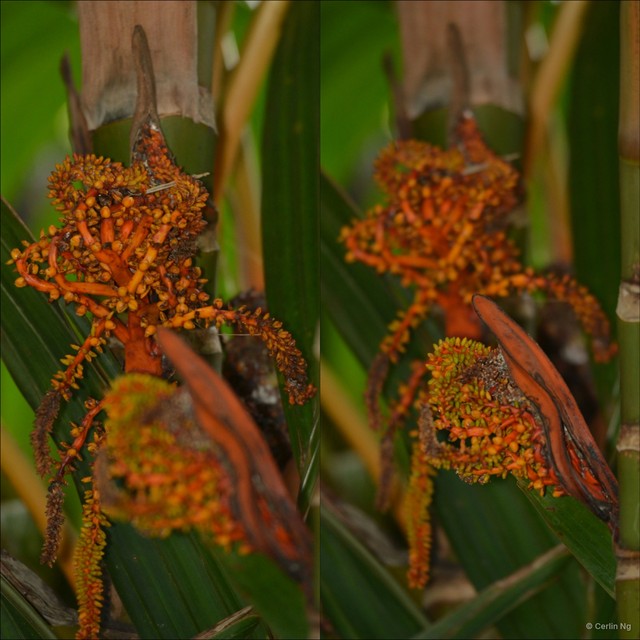 Areca vestiaria•&copy; Cerlin Ng•All Rights Reserved
