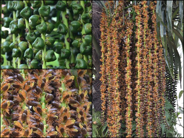 Arenga pinnata•&copy; Cerlin Ng•All Rights Reserved