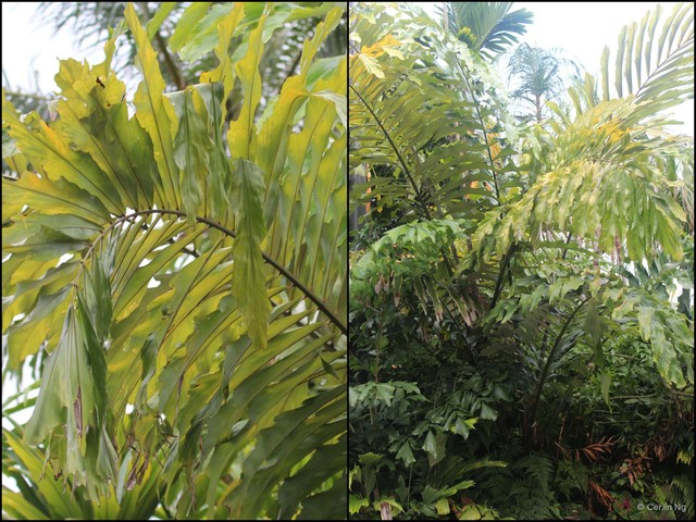 Arenga undulatifolia•&copy; Cerlin Ng•All Rights Reserved