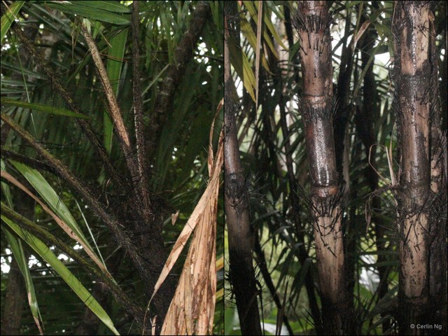 Bactris guineensis•&copy; Cerlin Ng•All Rights Reserved