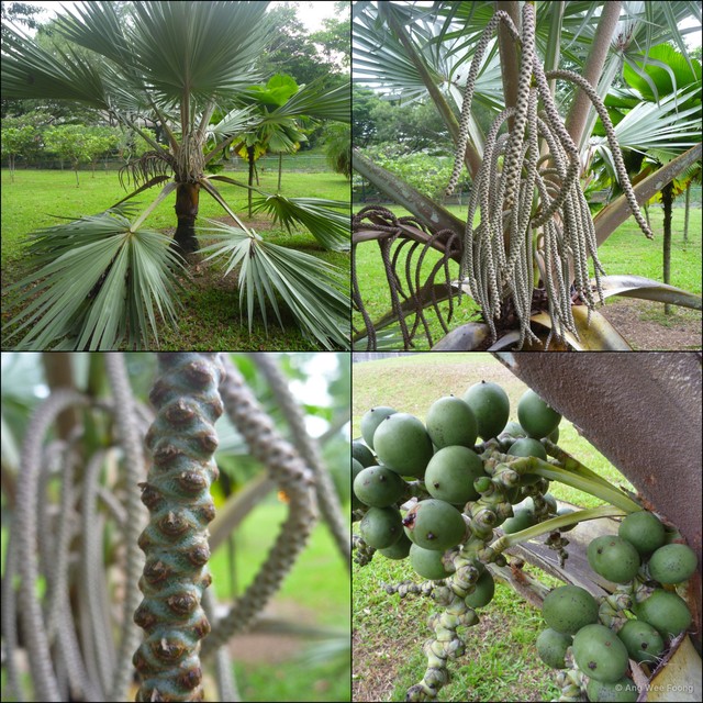 Bismarckia nobilis•&copy; Ang Wee Foong•All Rights Reserved