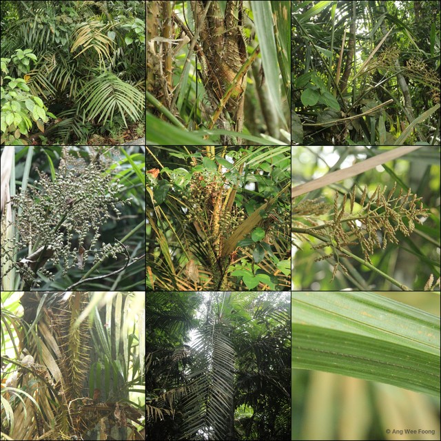 Calamus•&copy; Ang Wee Foong•All Rights Reserved