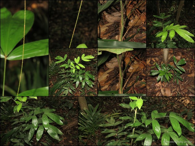 Calamus javensis•&copy; Reuben Chong Jin Lim•All Rights Reserved