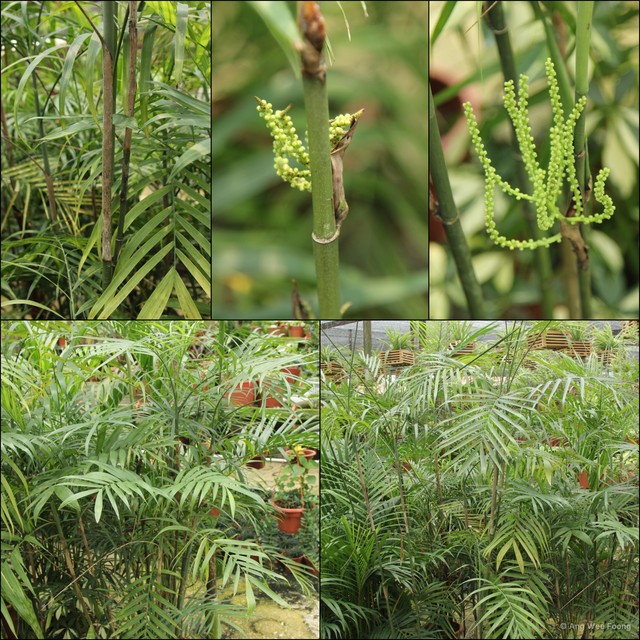 Chamaedorea seifrizii•&copy; Ang Wee Foong•All Rights Reserved