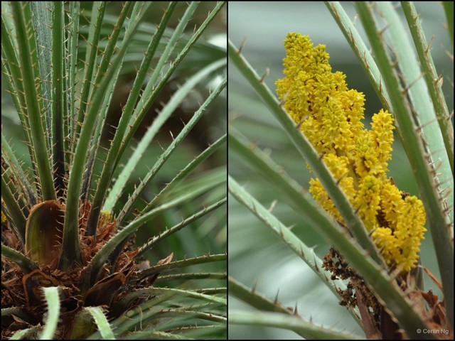 Chamaerops humilis•&copy; Cerlin Ng•All Rights Reserved