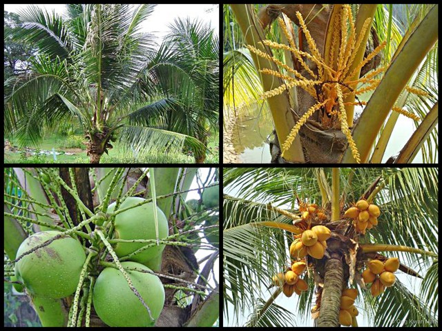 Cocos nucifera•&copy; Ong Kwan Han•All Rights Reserved