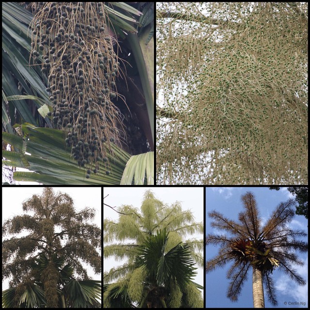Corypha umbraculifera•&copy; Cerlin Ng•All Rights Reserved