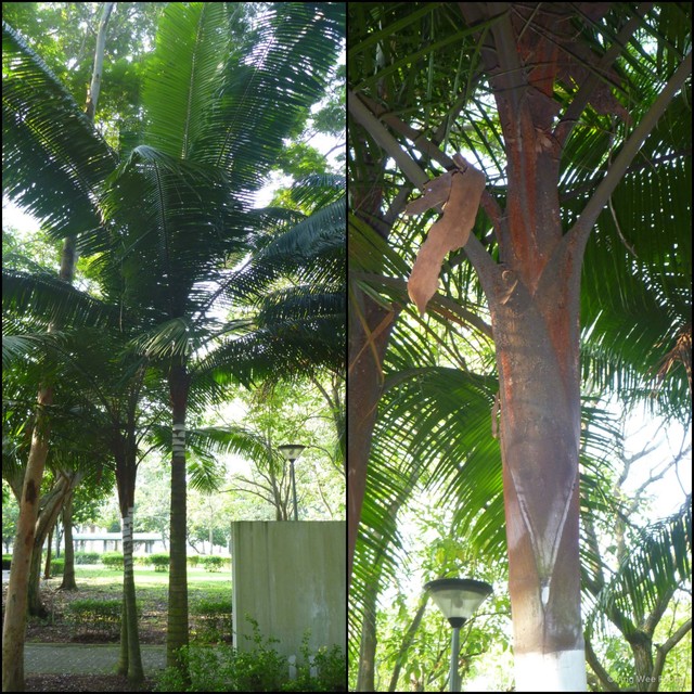 Dypsis leptocheilos•&copy; Ang Wee Foong•All Rights Reserved