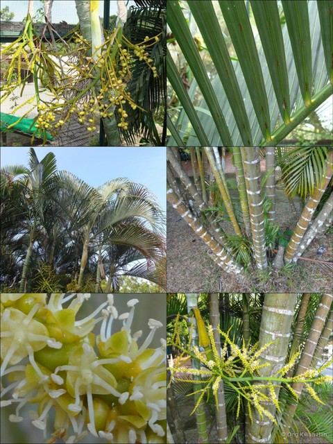 Dypsis lutescens•&copy; Ong Kwan Han•All Rights Reserved