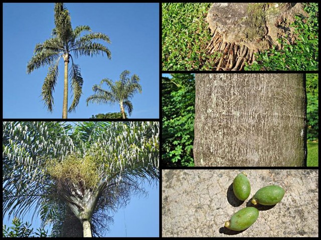 Dypsis madagascariensis•&copy; Ong Kwan Han•All Rights Reserved