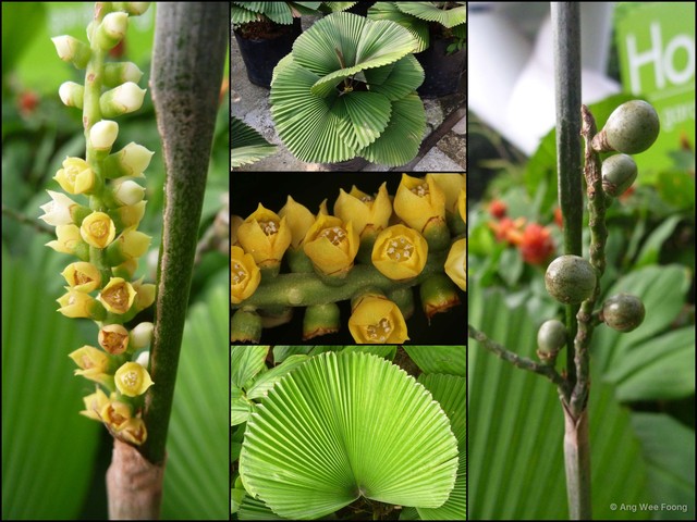 Licuala orbicularis•&copy; Ang Wee Foong•All Rights Reserved