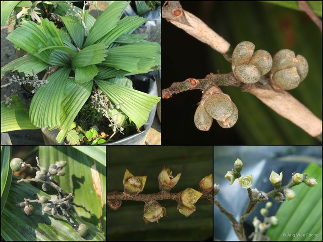 Licuala triphylla•&copy; Ang Wee Foong•All Rights Reserved