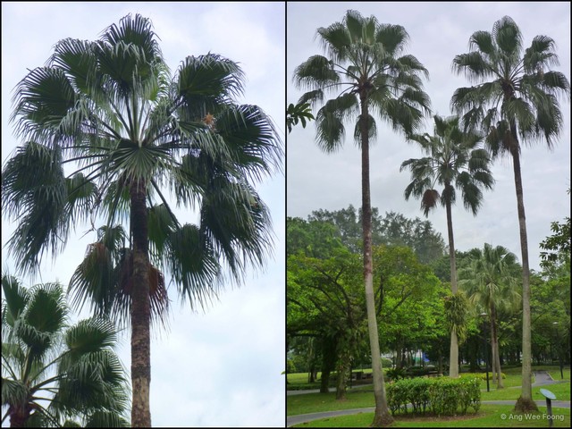 Livistona chinensis•&copy; Ang Wee Foong•All Rights Reserved